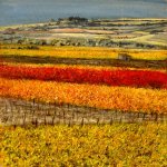 Vignes en automne